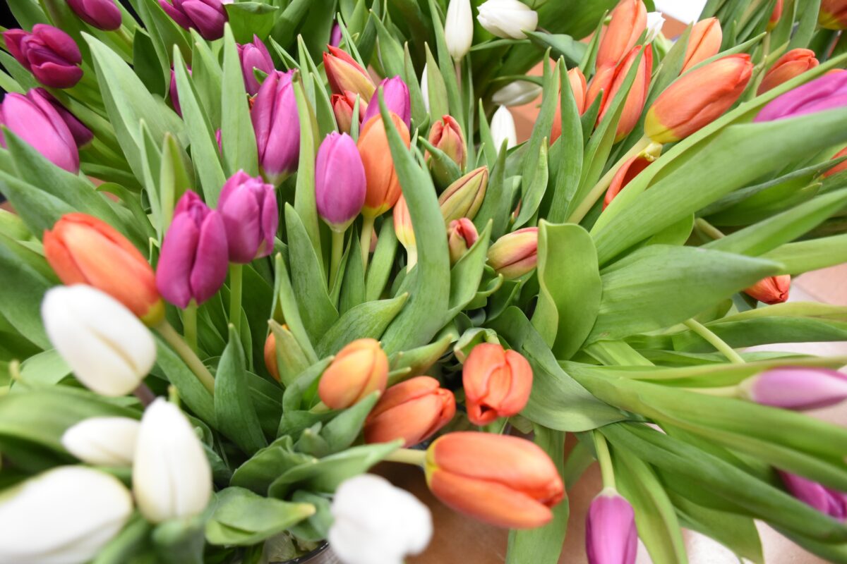 Bukiet Tulipanów które będą podane przez pana Wójta i żołnierzy